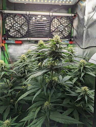 Growreport Bild 3