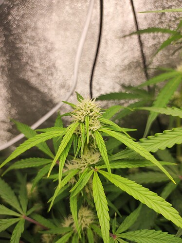 Growreport Bild 6