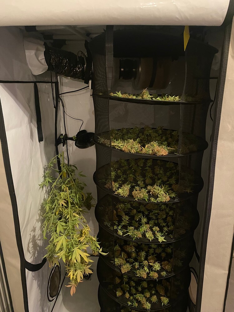 9x Super Orange Glue LED