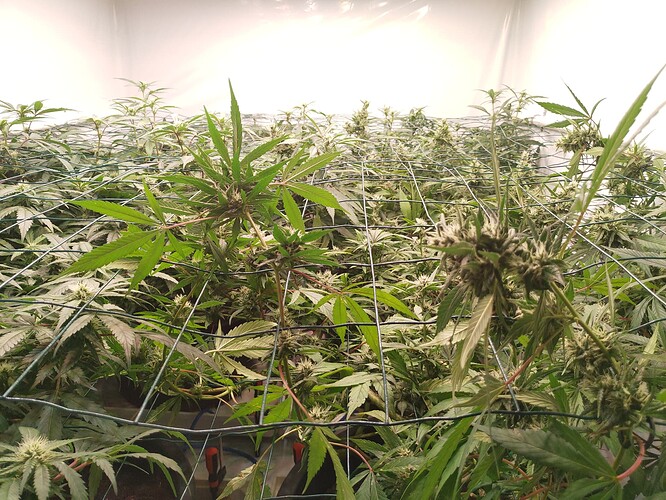 Growreport Bild 8