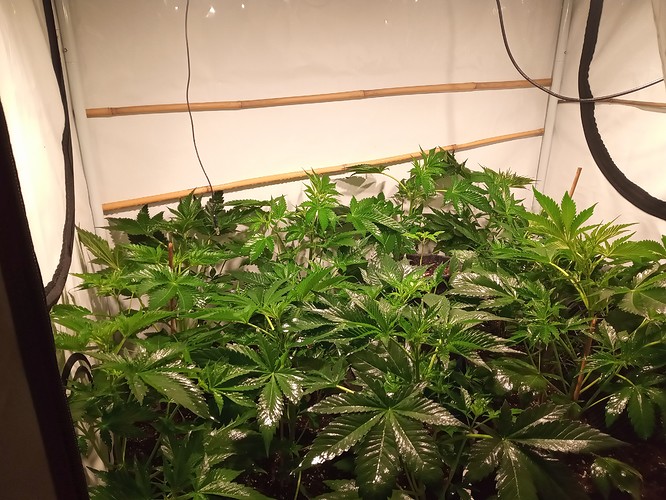 Growreport Bild 27