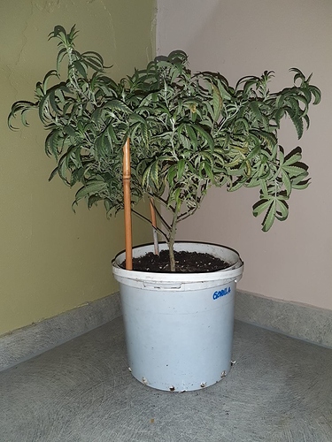 Growreport Bild 1