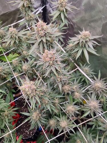 Growreport Bild 1