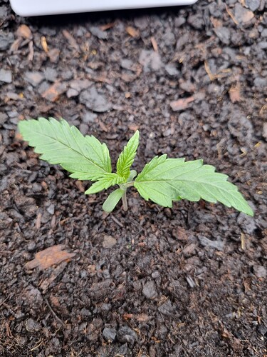 Growreport Bild 37
