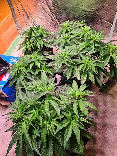 Growreport Bild 2