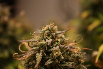 Growreport Bild 13