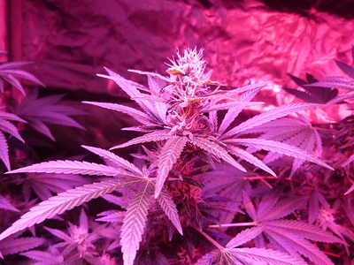 Growreport Bild 7