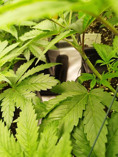 Growreport Bild 3