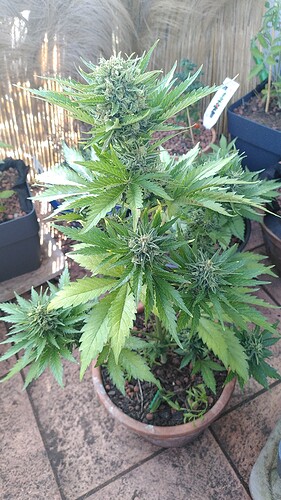Growreport Bild 9
