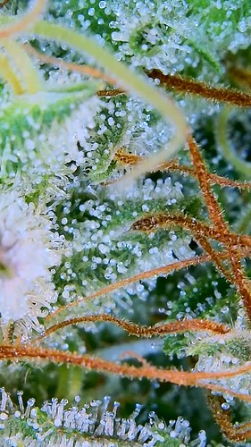 Growreport Bild 12