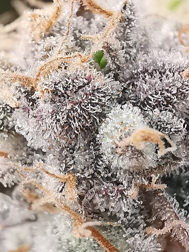 Growreport Bild 32