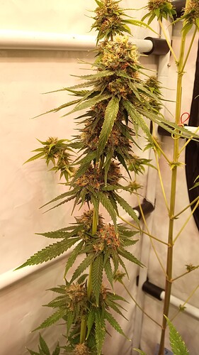 Growreport Bild 31