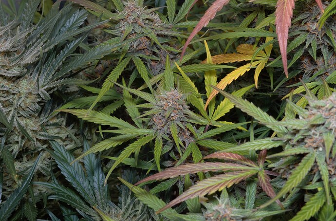 Growreport Bild 1