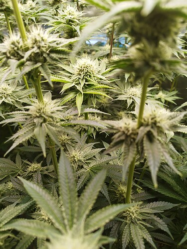 Growreport Bild 16