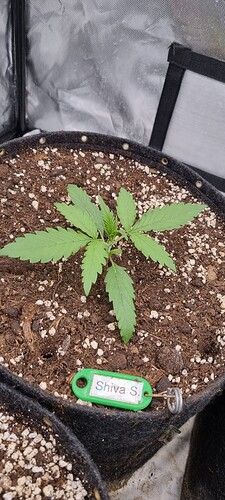 Growreport Bild 7
