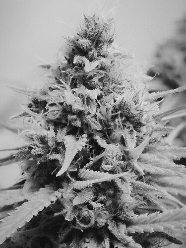 Growreport Bild 4