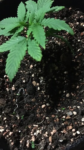 Growreport Bild 17