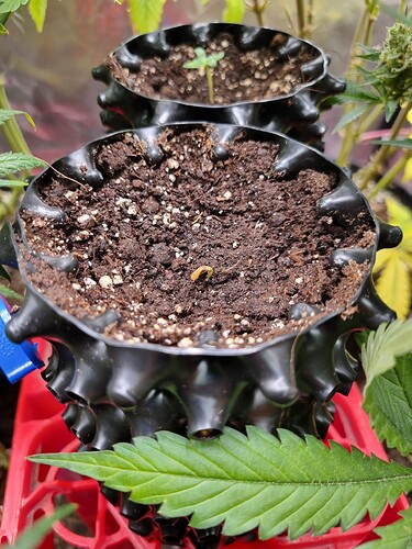 Growreport Bild 16