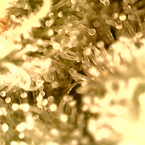 Growreport Bild 13