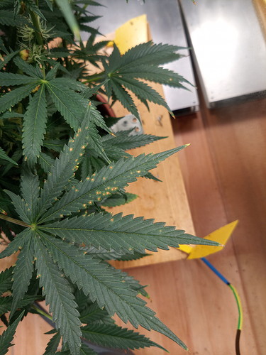 IMG_20210624_190758_2