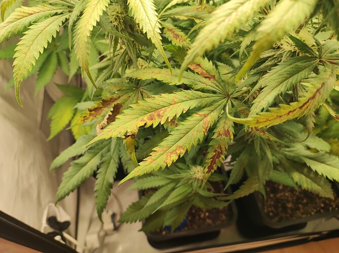 Growreport Bild 4