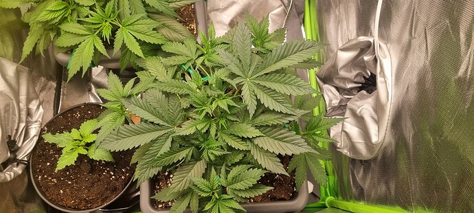 Growreport Bild 3