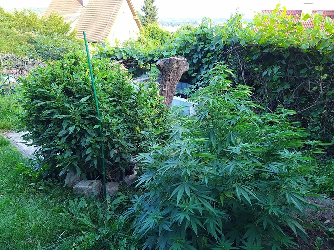 Growreport Bild 5