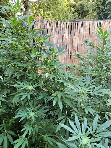 Growreport Bild 5