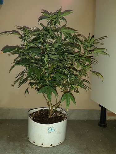 Growreport Bild 1