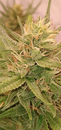 Growreport Bild 5