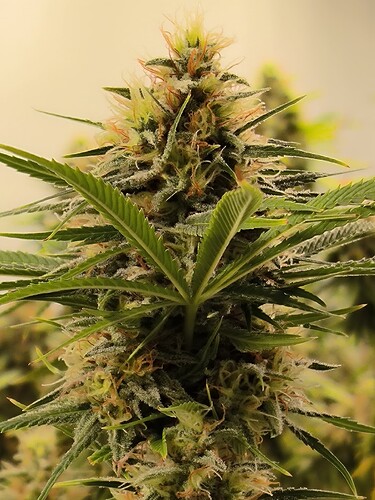 Growreport Bild 10