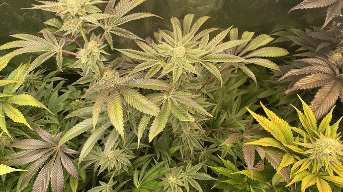 Growreport Bild 9