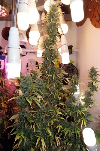 Growreport Bild 12