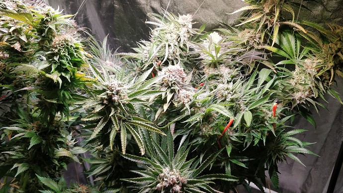 Growreport Bild 5