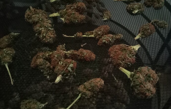 Growreport Bild 13