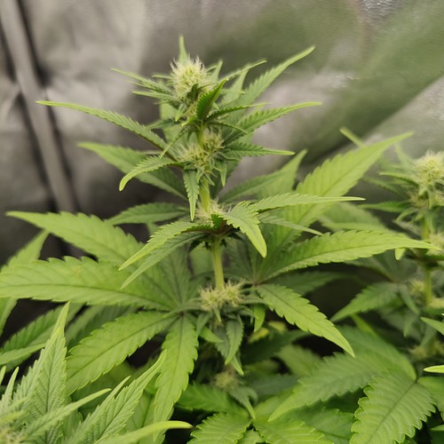 Growreport Bild 9