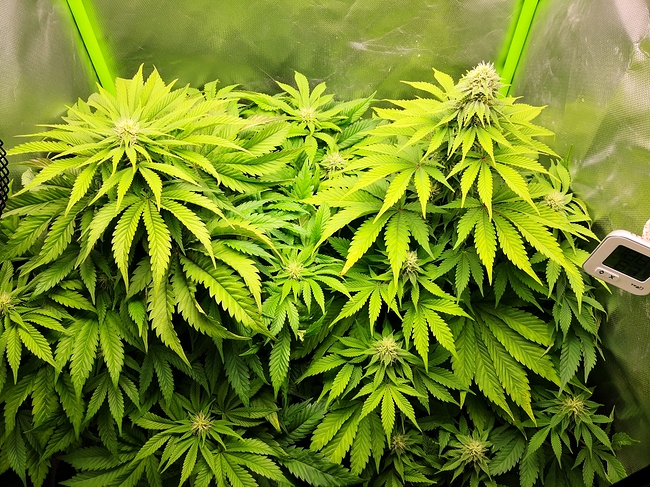 Growreport Bild 10