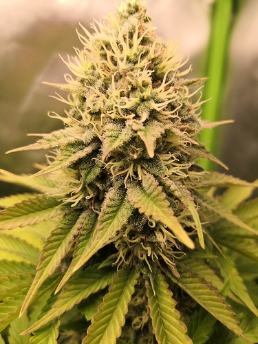 Growreport Bild 4