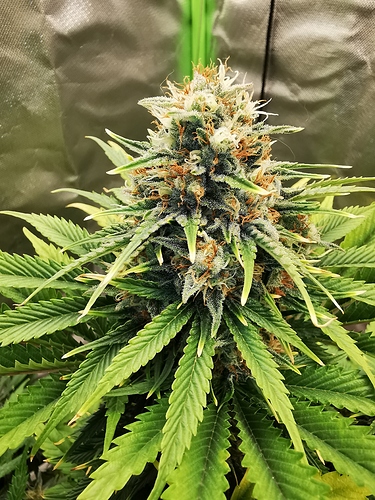 Growreport Bild 4