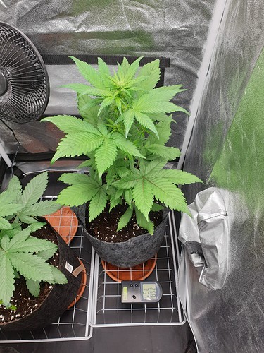 Growreport Bild 7