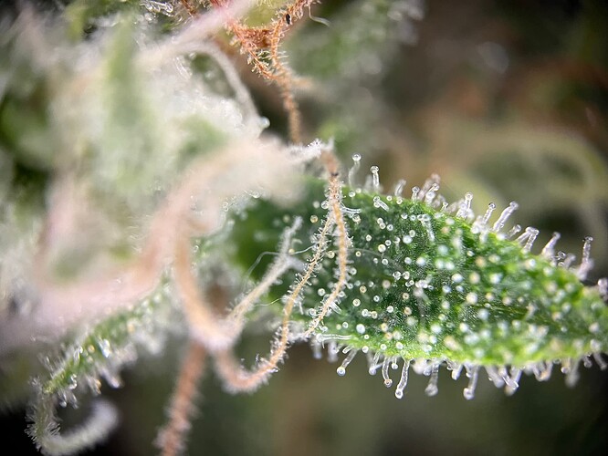 Growreport Bild 50