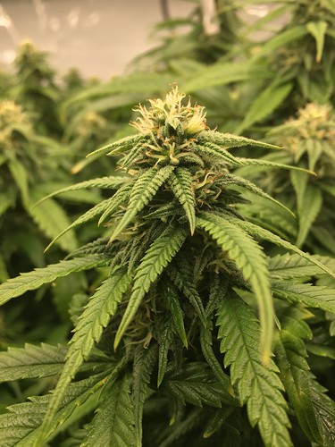 Growreport Bild 7