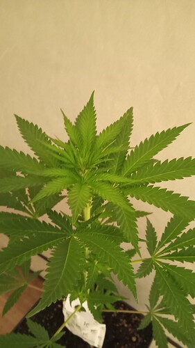 Growreport Bild 26