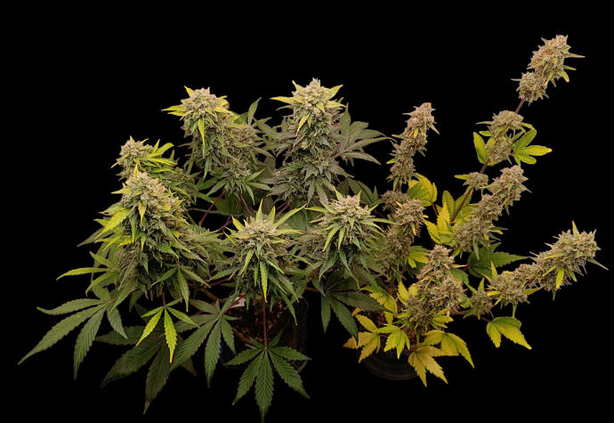 Growreport Bild 31
