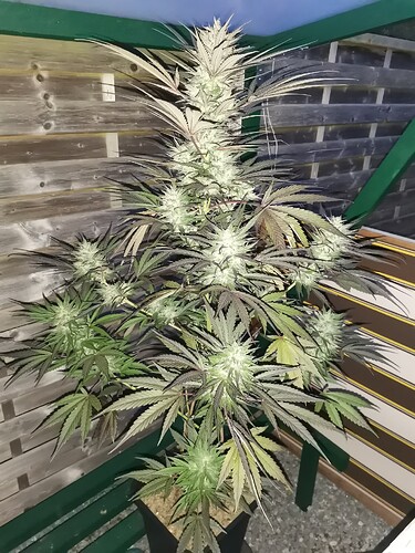 Green Gelato outdoor 2024 (6)