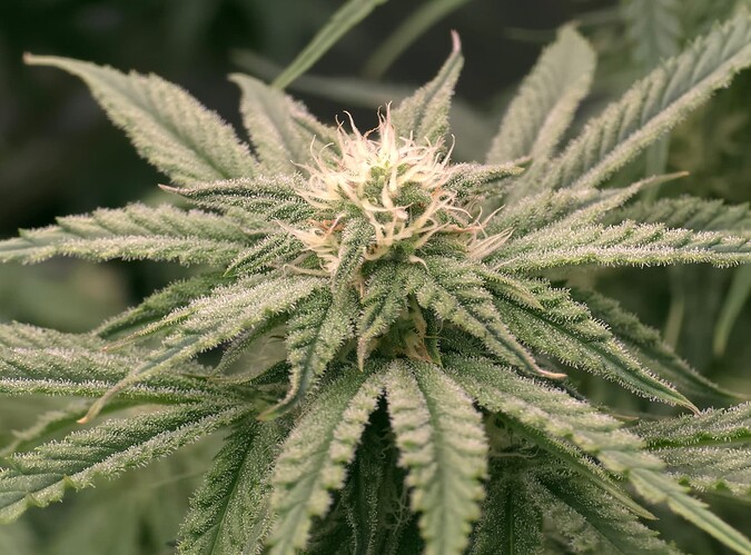 Growreport Bild 1