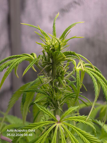 Nahaufnahme der Triebspitze einer Cannabis-Pflanze in der frühen Blütephase.