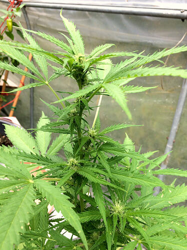 Grow26_0817_10