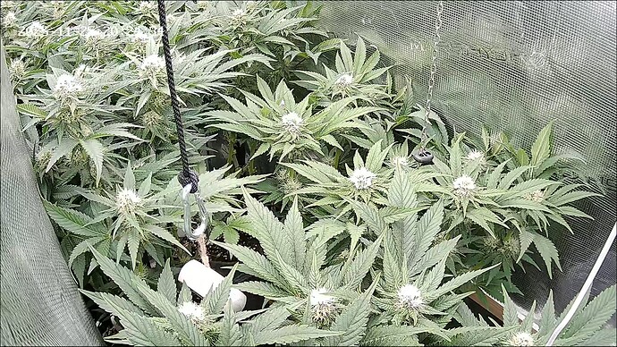 Growreport Bild 4
