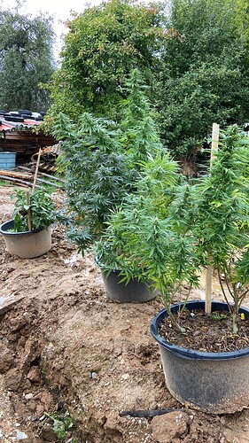 Growreport Bild 3